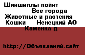 Шиншиллы пойнт ns1133,ny1133. - Все города Животные и растения » Кошки   . Ненецкий АО,Каменка д.